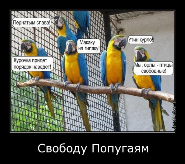 Паршивые картинки