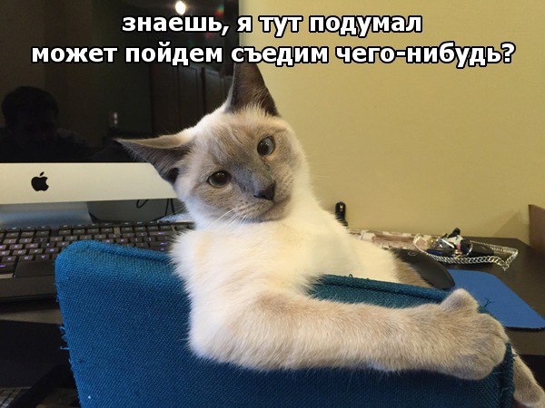 Картинки о животных, прямо и косвенно