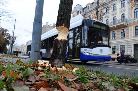 В Ровенской области мужчина провалился в яму, которую сделали бобры, и умер от упавшей сверху лошади