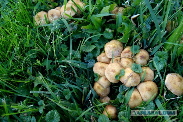 Осень в банках