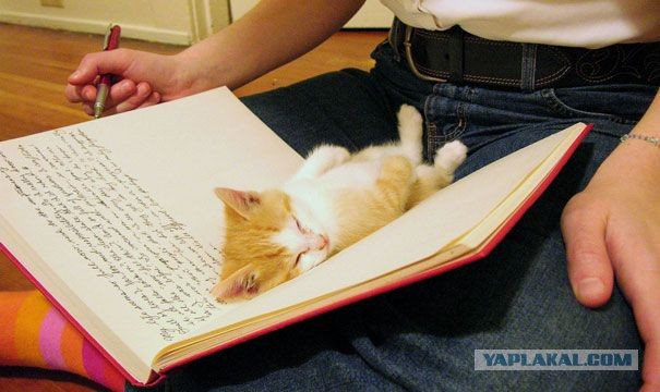 Коты, которые чихать хотели на ваше личное пространство