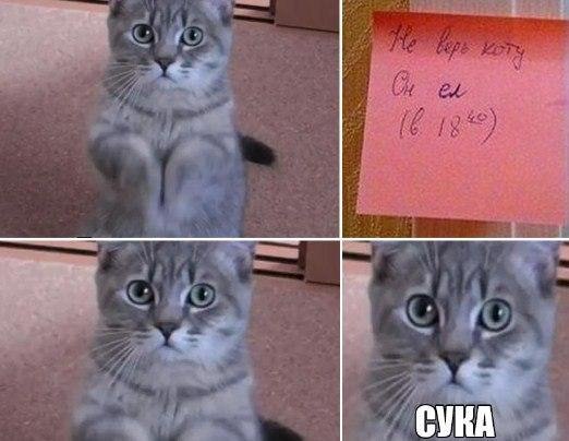 Псс..! Мемов надо?