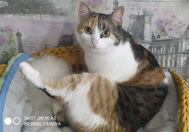 Знакомьтесь, это моя кошечка, зовут Япа