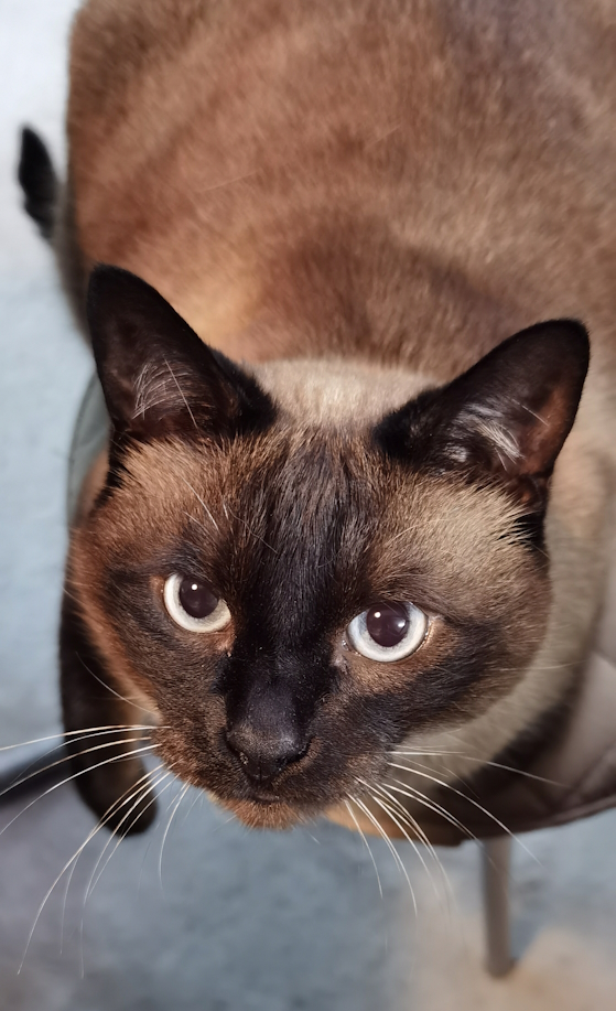 С Котовторником!