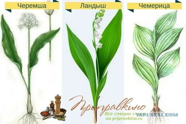 Любителям черемши.