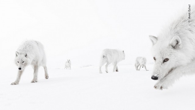 15 главных кадров конкурса Wildlife Photographer of the Year