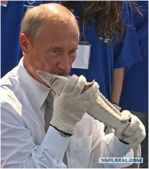 Кушайте правильную икру!