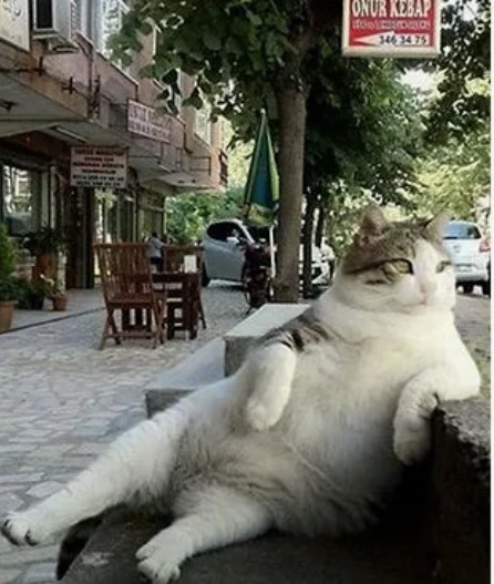 Ищу фото кота