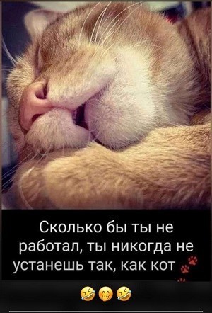 К котовторнику: подборка картинок-баянов с котиками и про котиков. Выпуск 40.
