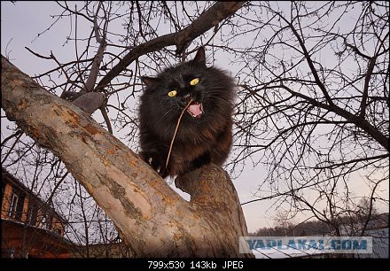 Охотничий кот!