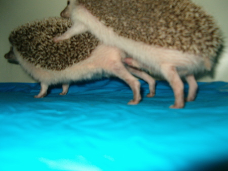 Давайте знакомиться