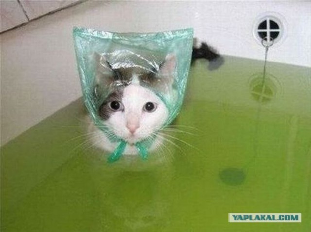 Сегодня мыли котов :3