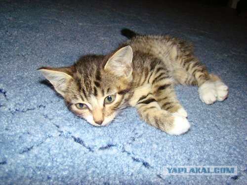 Котовторник 22.07.14