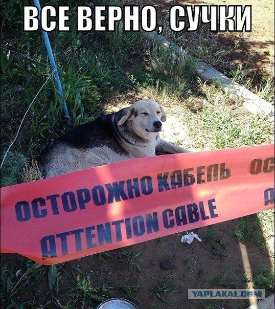 Cмешные баяны