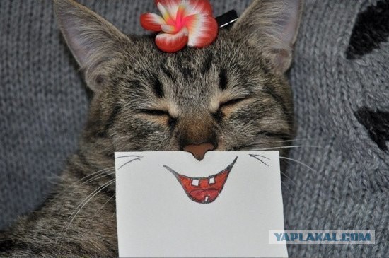 Котовторник