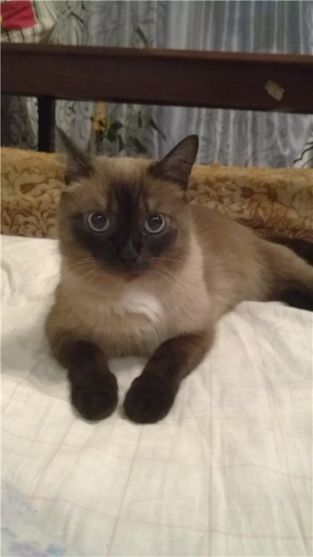 Котовторник 31.03.2015