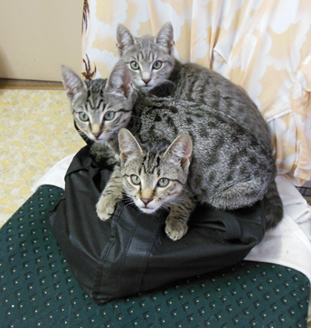Котовторник 28.04.2015