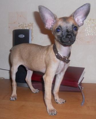 Собакочетверг же, ау!