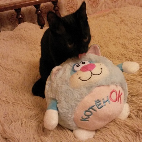 Котовторник 19.01.2016