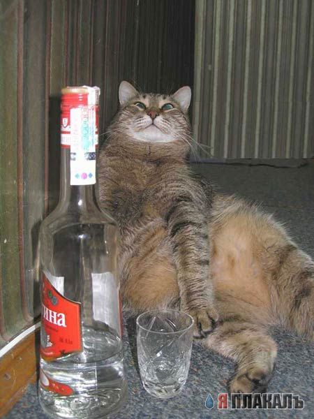 Коты, кошки, котята