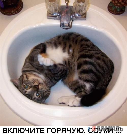 Коты, кошки, котята