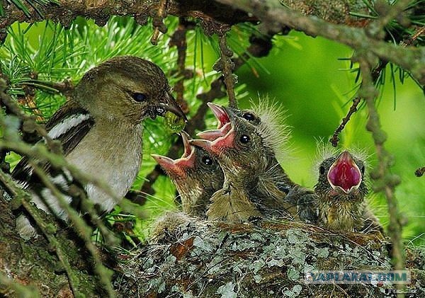 Скоро во всех гнёздах страны!... и не только