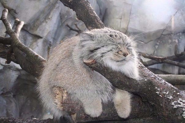 Божьи твари