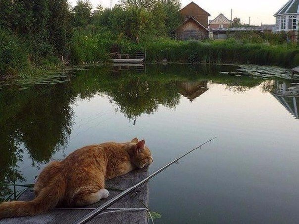 Мохнатые беспредельщики