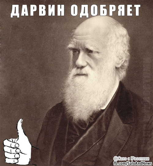 Быдло на отдыхе