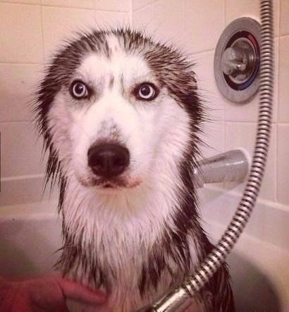 Прикольные животные