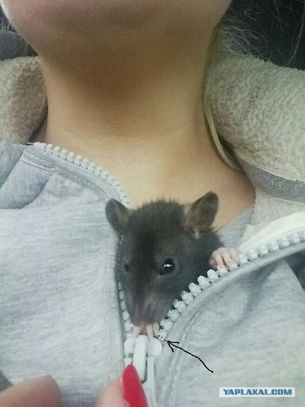 Крыс Лютик