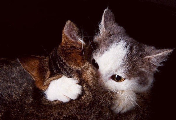 Коты из сети