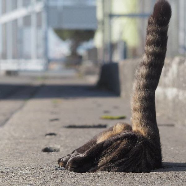 Коты и Кошки