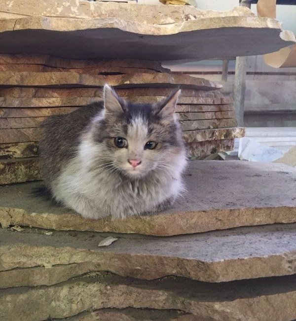 Коты и Кошки