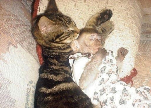 Коты и Кошки