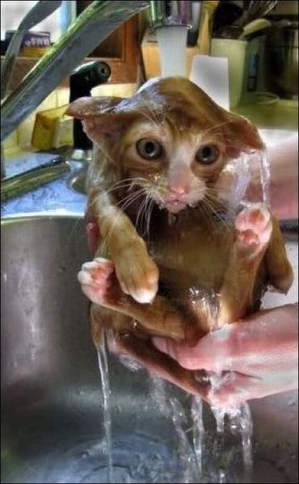 Коты и Кошки