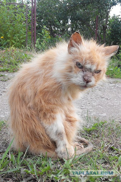 Котовторник 20.06.2017