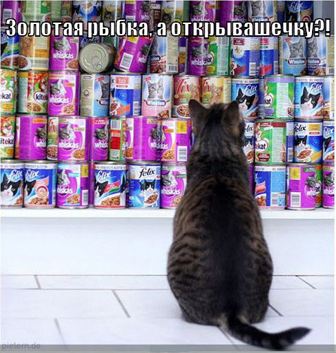 Коты и Кошки