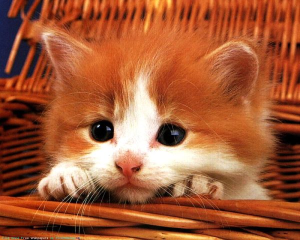 Коты и Кошки