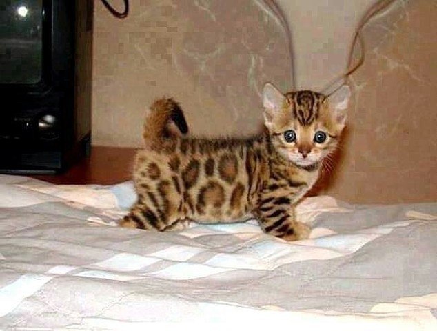 Коты и Кошки
