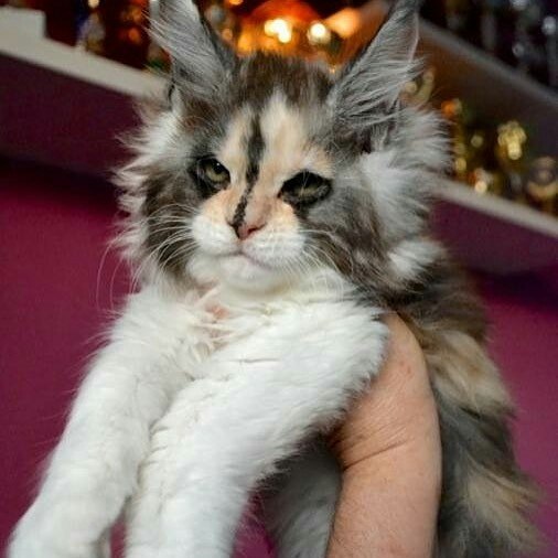 24 кота, которые подняли дерзость на новый уровень