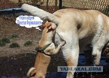 Как я устраивался на работу в Сбер или 3 круга ада