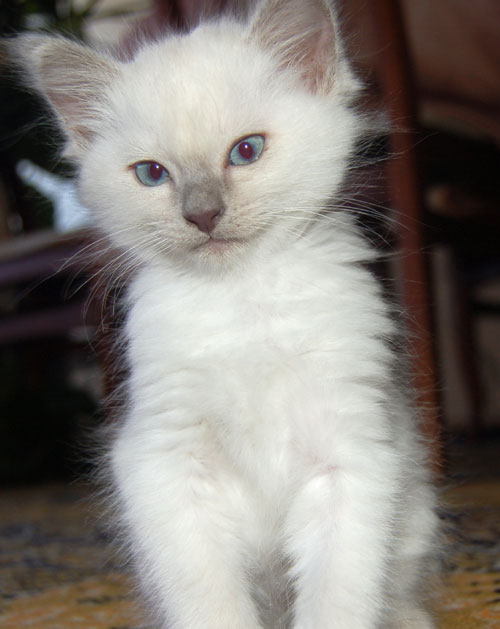 Котовторник на Япе (25.03), подхватываем подборку!