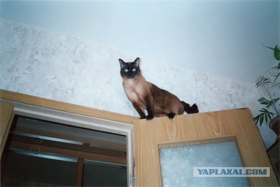 Котовторник на ЯПлакалъ (10.06.08), прикольные коты, добавляем свои!