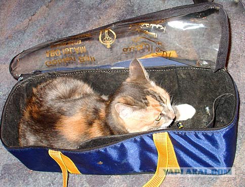 Ура, котовторник! (01.07.2008)
