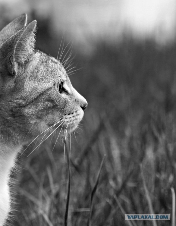 Котовторник на ЯПлакалъ