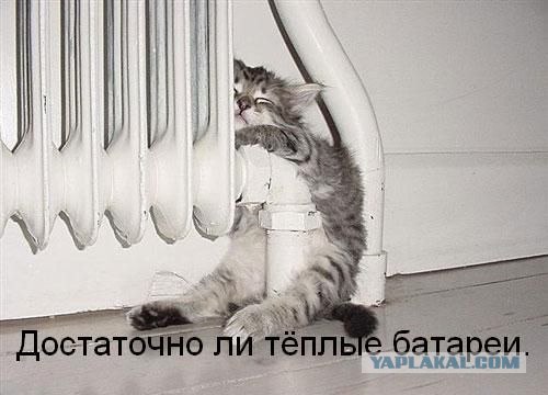 Ура, котовторник!