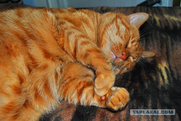Котовторник 14.09.2010 Голые кошки на Yaplakal