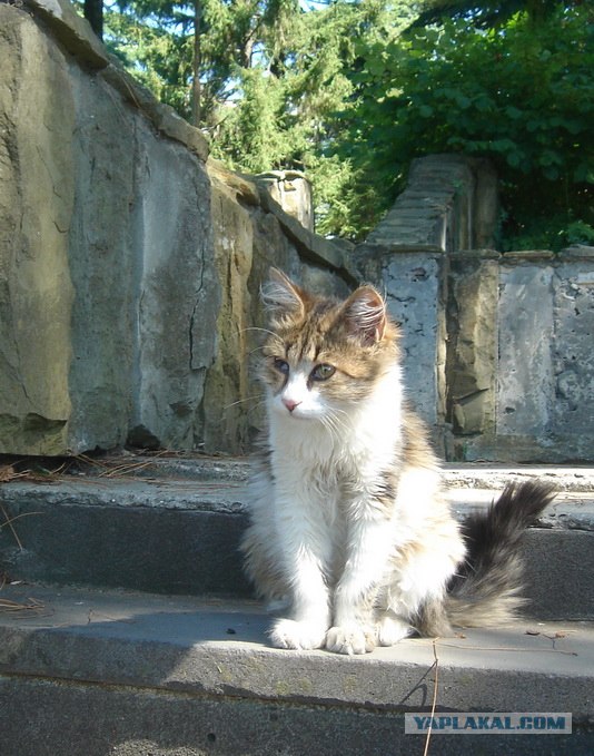 Котовторник - С праздником, котоводы!