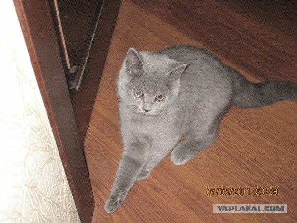 Котовторник!